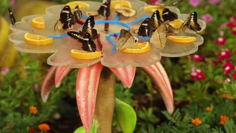 mariposas que se alimentan de rebanadas de limón en el jardín de dubai