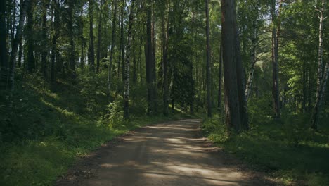 Deserted-dirt-service-road-in-middle-of-tall-silver-birch-forest-trees