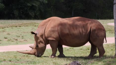 un rinoceronte comiendo hierba tranquilamente en un campo