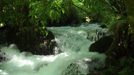 arroyo que fluye rápidamente en un bosque exuberante con rápidos y rocas en la primavera azul de putaruru, nueva zelanda