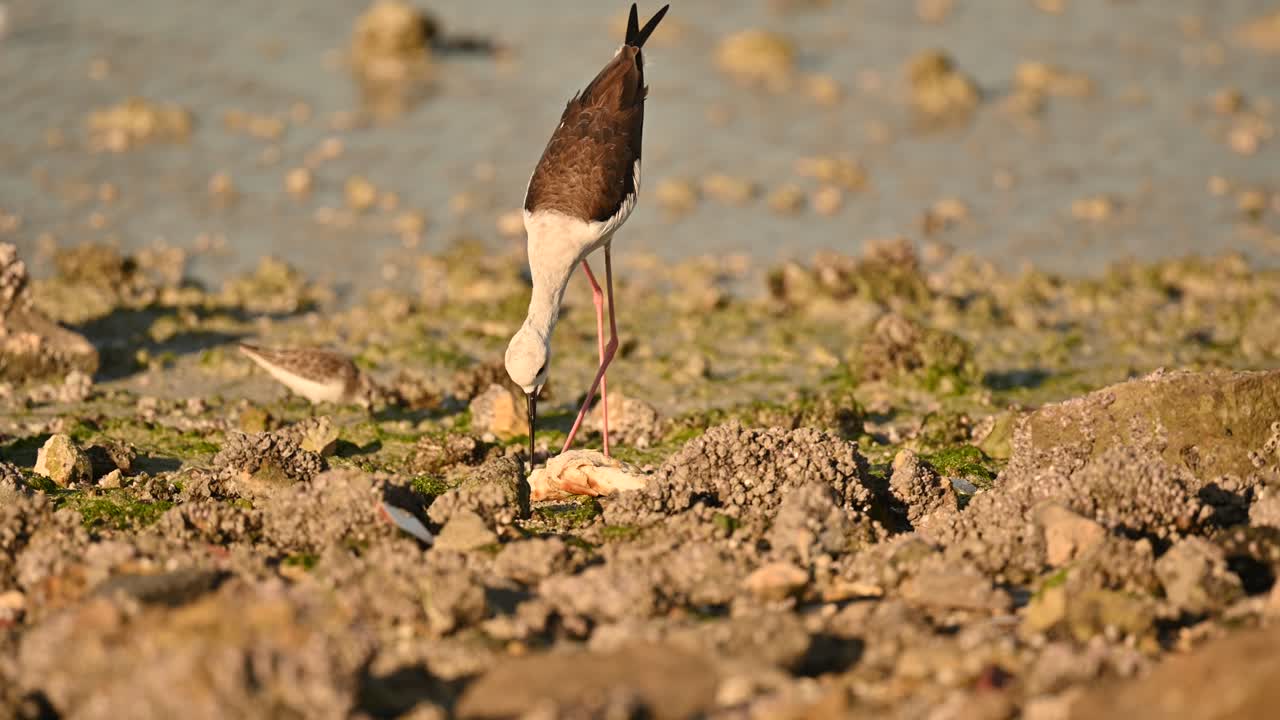 zancos de cuello negro en las aguas poco profundas de bahrein vagando por comida
