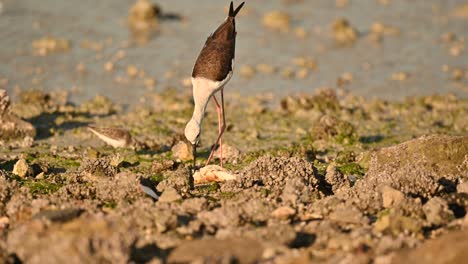 black-necked stilt in the shallow water of bahrain wandering for food