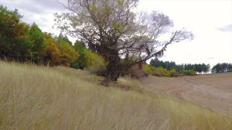 árbol-En-La-Cima-De-Una-Colina-Con-Bramido-De-Hierba-Dorada-En-Otoño