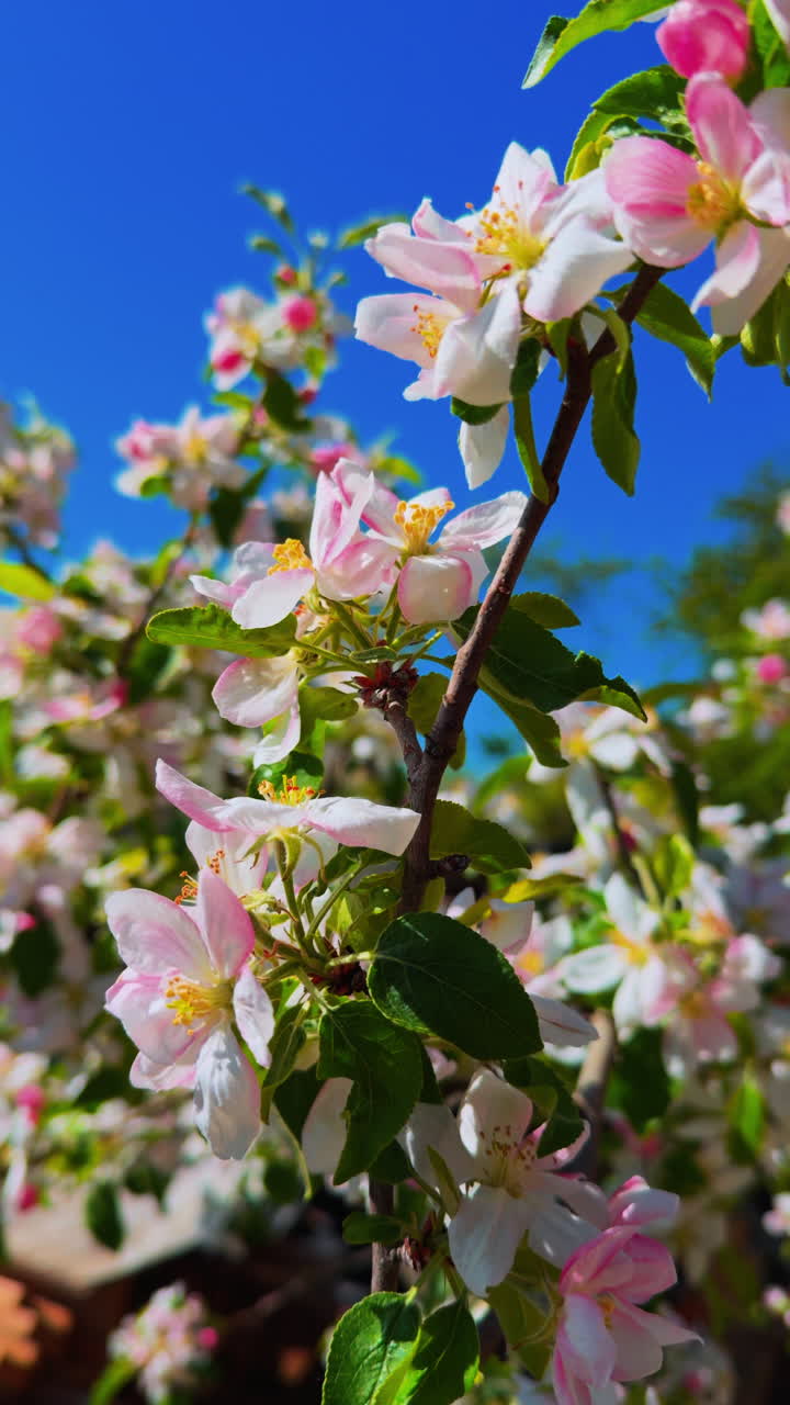 Spring apple blossoms on a sunny day. Branches of a fruit tree sway in a strong wind. White and pink petals with green leaves in the garden. Vertical video