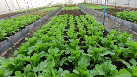 lettuce plants growing over time in a greenhouse.