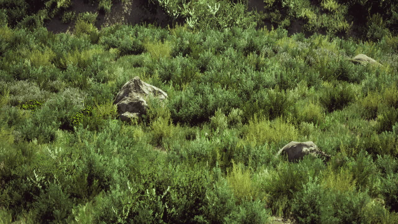 Dense foliage blankets mountains concealing large rocks among plants