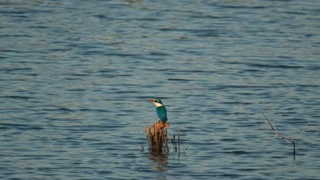 Camera-slides-to-the-left-as-it-also-zooms-out-showing-this-bird-perched-in-the-middle-of-the-water,-collared-kingfisher-Todiramphus-chloris,-Thailand