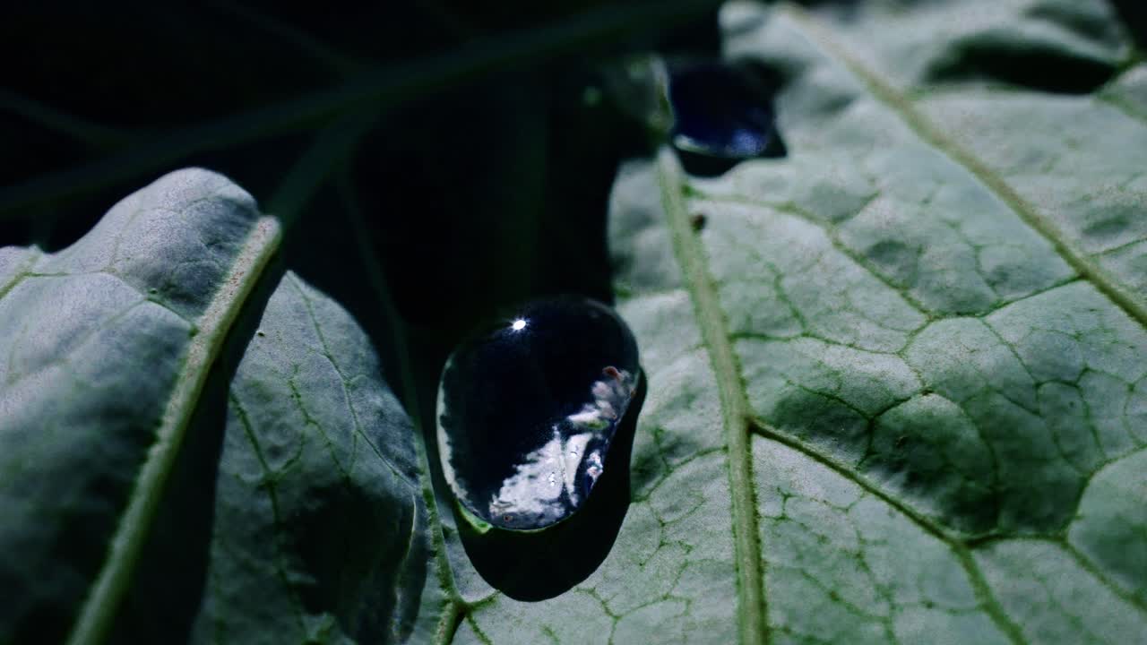 Nærbillede af en glitrende vanddråbe på et grønt blad