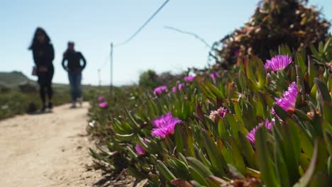 Spring-Flowers-on-the-California-Big-Sur-Coast,-girl-walking-in-the-background,-California,-USA-in-april