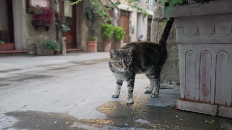 Gatito-En-Las-Calles-Del-Pueblo-Medieval-De-Pitigliano-En-Toscana,-Italia