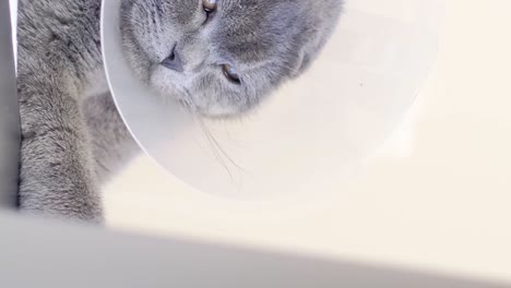 grey cat with e-collar