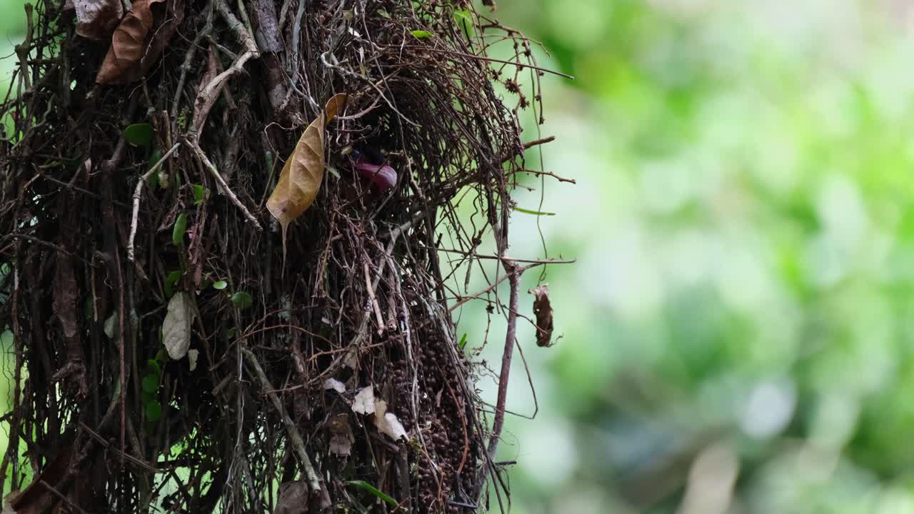 Pink bill is seen out of its nest as it looks around, Dusky Broadbill Corydon sumatranus, Thailand