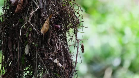 pink bill is seen out of its nest as it looks around, dusky broadbill corydon sumatranus, thailand