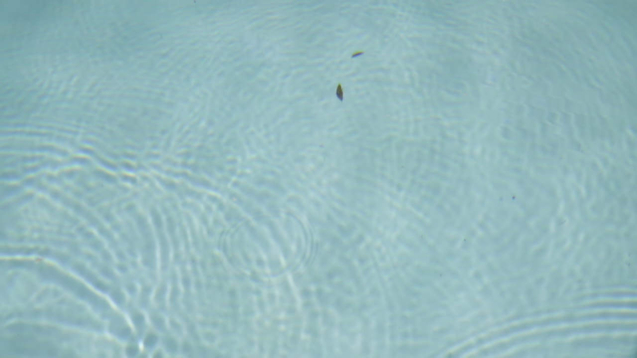 las gotas en la superficie de la piscina crean ondas caóticamente estéticas.