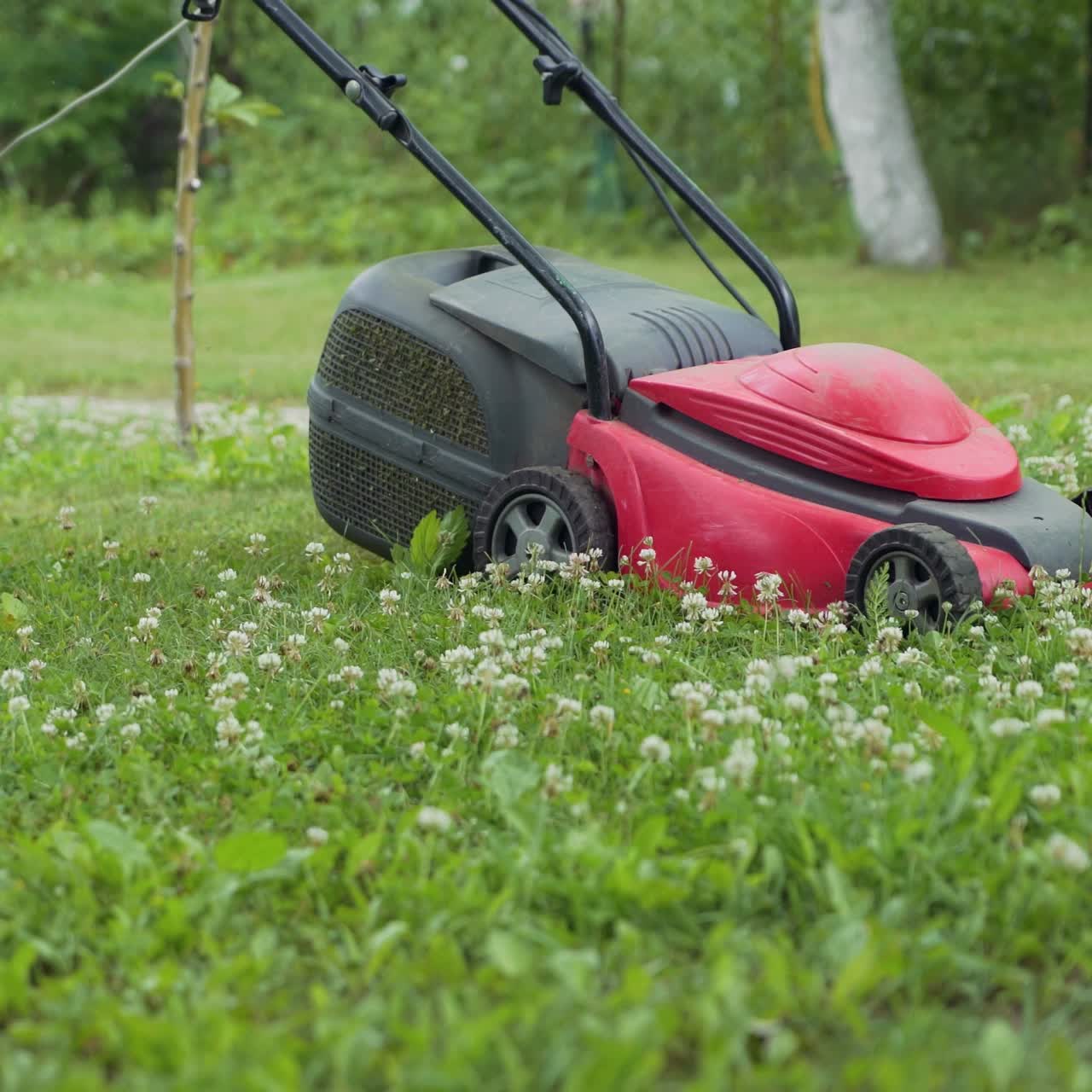 man is working with lawn mower in the yard in the summer. Lawn mower is mowing grass on the plot