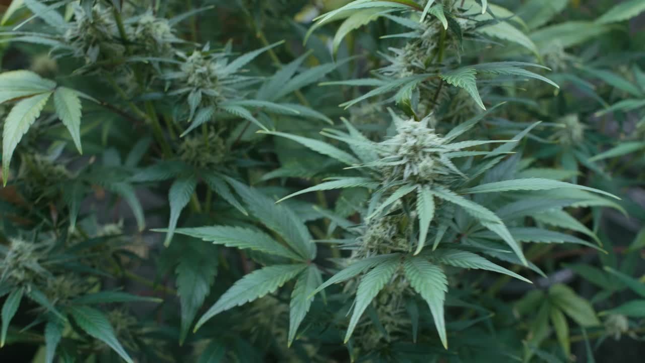 Cannabis Plant Growing Indoors