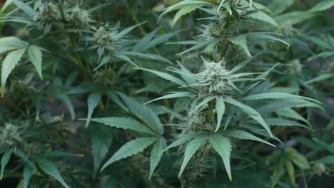 cannabis plant growing indoors