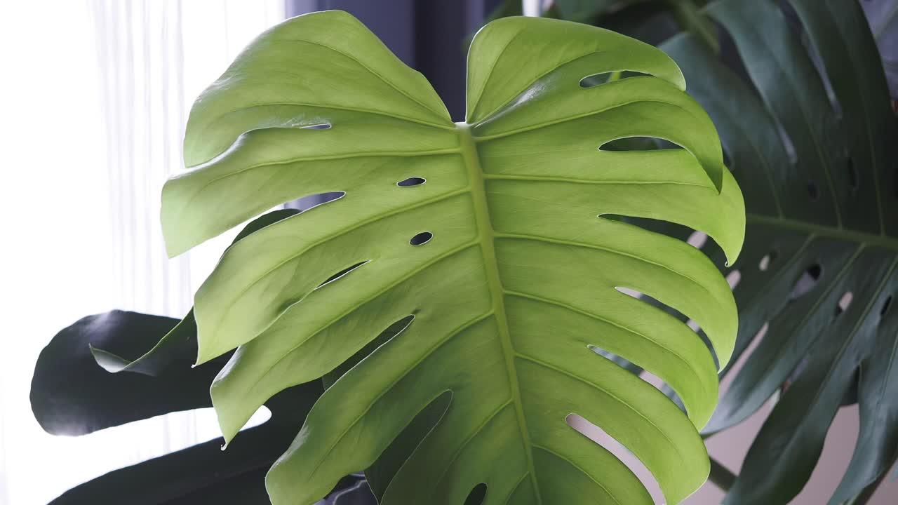 Monstera Leaf Closeup