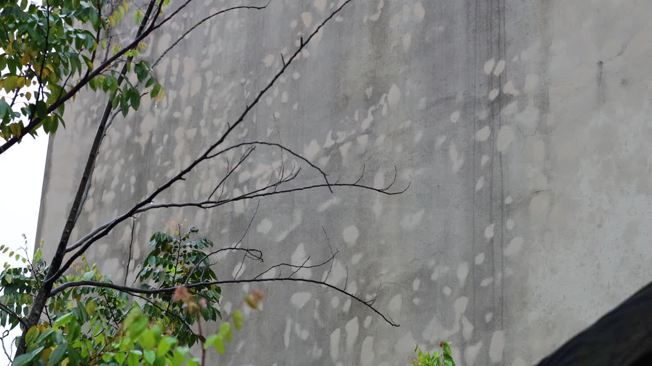 새가 나무에 앉아서 나무에서 멀리 날고 있다