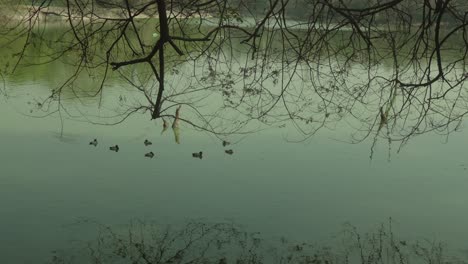 Ducks-swimming-under-tree-branches-reflecting-on-tranquil-lake-surface,-subdued-light