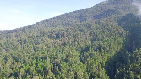 sliding drone footage dense of tropical rain forest trees with slightly foggy weather