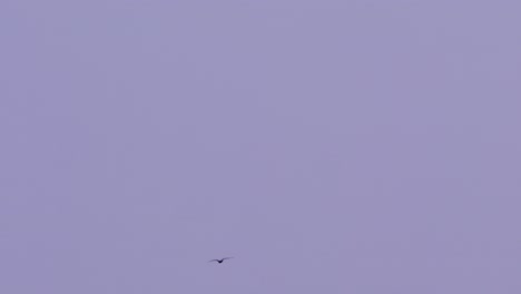 4k-100-fps-frigate-bird-soaring-through-the-sky-in-the-Caribbean,-telephoto-shot-with-heat-distortion