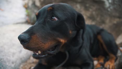 adorable cara de perro rottweiler con ojos amistosos, mientras se sienta en una roca