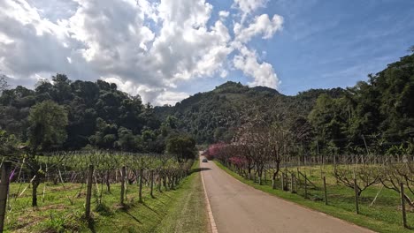 a peaceful stroll through a vineyard pathway