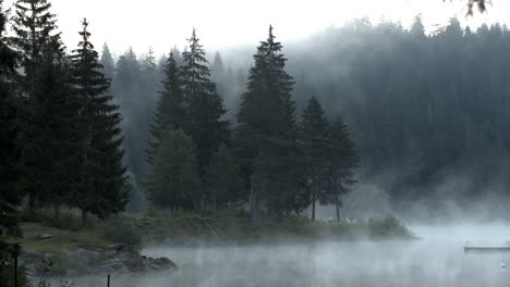 caumasee lake on misty morning surrounded by the lush green coniferous forest in switzerland