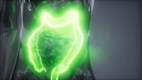 examen de radiología del colon humano