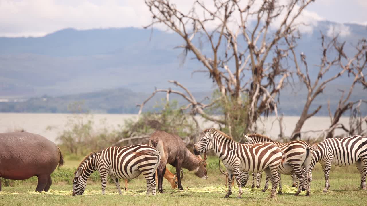 Zebras and other wildlife grazing by a lake with a scenic mountain backdrop on Crescent Island Kenya