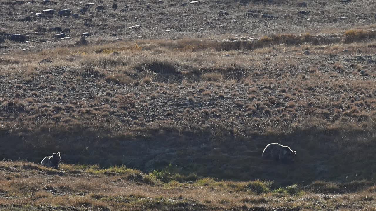 el oso pardo del himalaya pastando en el parque nacional de deosai