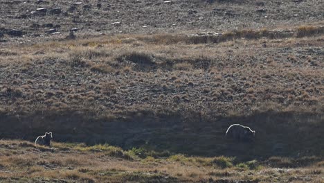 Oso-Pardo-Del-Himalaya-Pastando-En-El-Parque-Nacional-Deosai