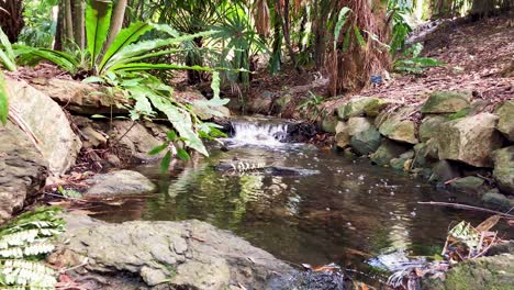 Kleiner-Wasserfall,-Der-In-Einen-Teich-Mündet