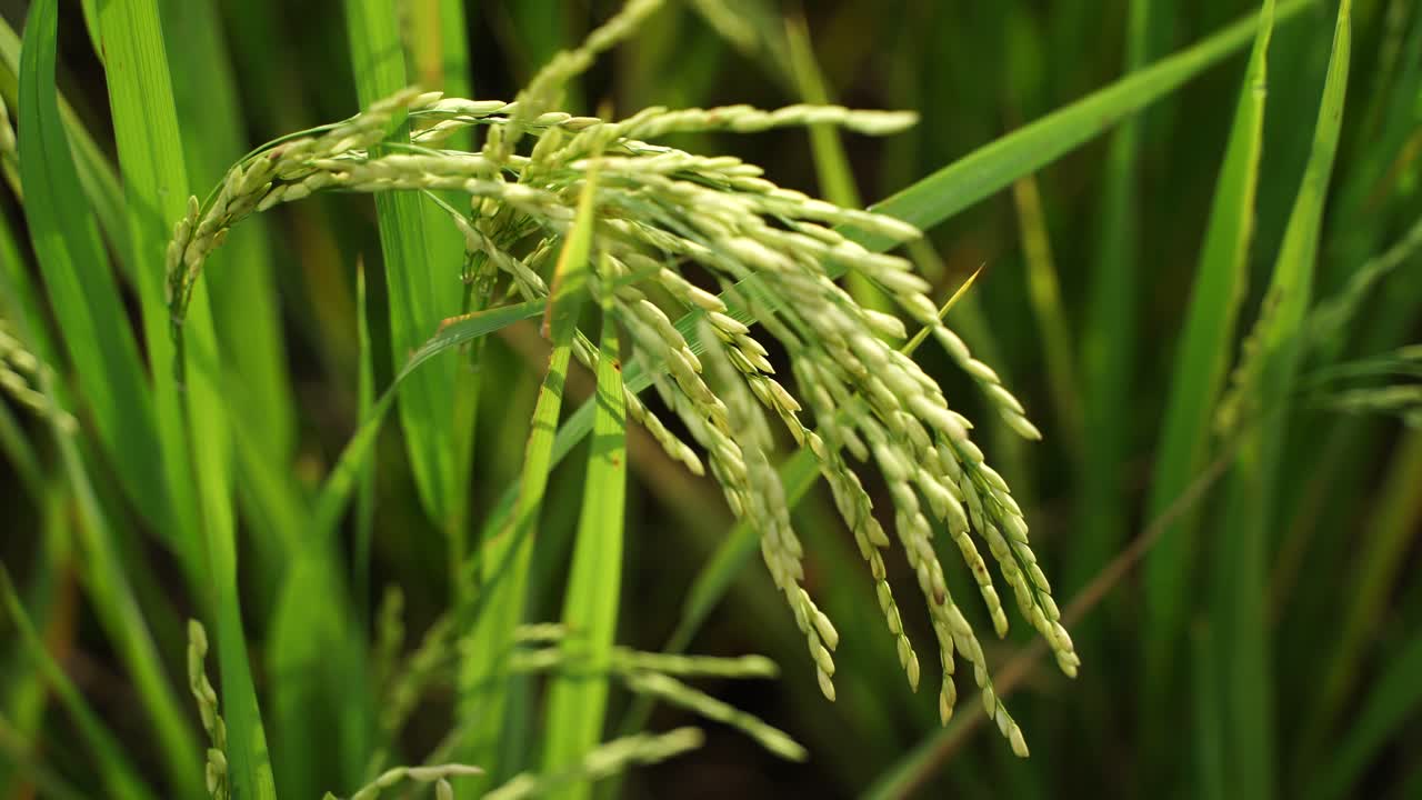 쌀은 많은 아시아 국가에서 주식입니다.