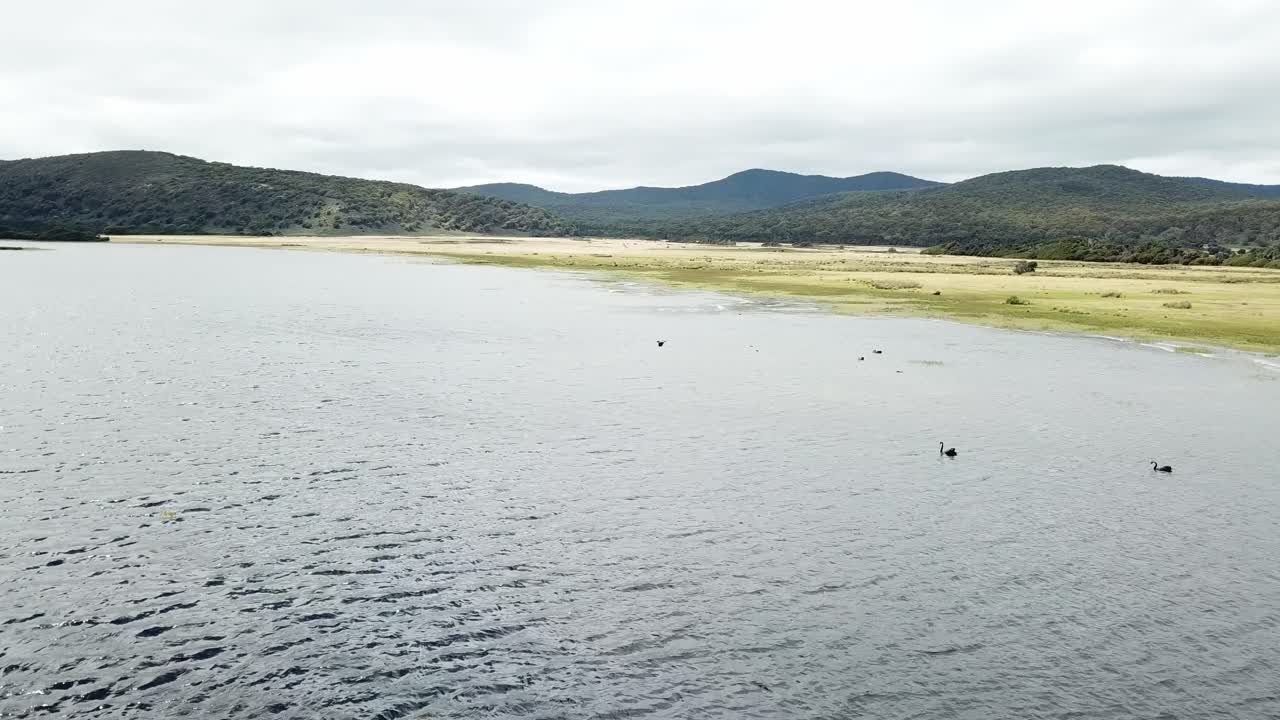 Drone aerial over lake and nature reserve bird flying around and black swans