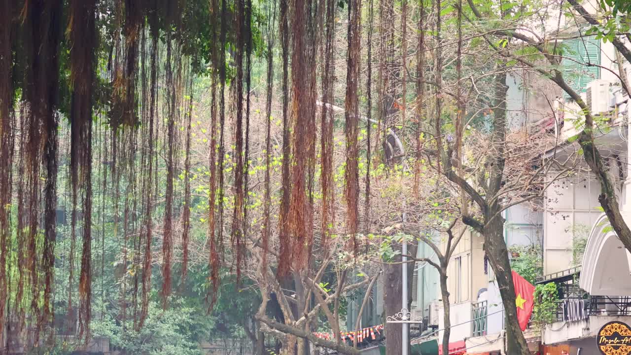 비는 하노이 거리의 나무와 건물