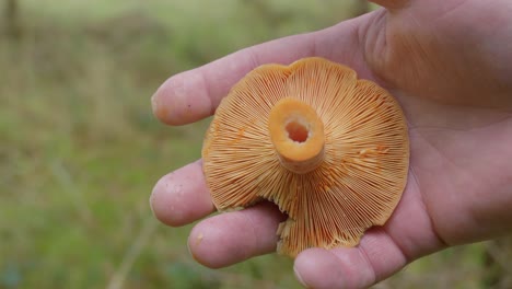 a closeup shot of a hikers hand holding lactarius mushroom. blurry background