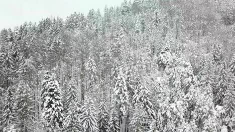 aerial view of a cabin in winter idyllic snow establishing shot aerial view of a cabin in winter idyllic snow establishing shot fly over frozen snowy fir and pine trees