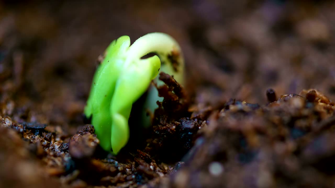 pequeña planta de rosa verde que crece en el suelo germinando a partir de semillas, lapso de tiempo de primavera y verano