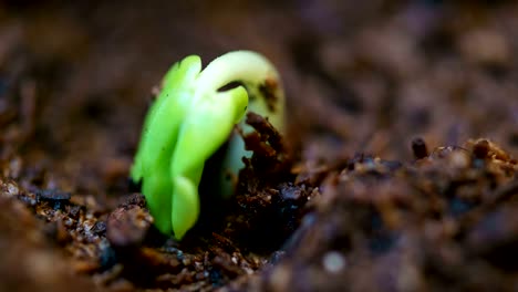 small green rose plant growing in ground germinating from seed, springtime summer timelapse