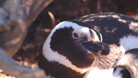 una foto de cerca de un pingüino de magallanes en reposo llamando a bahia bustamante