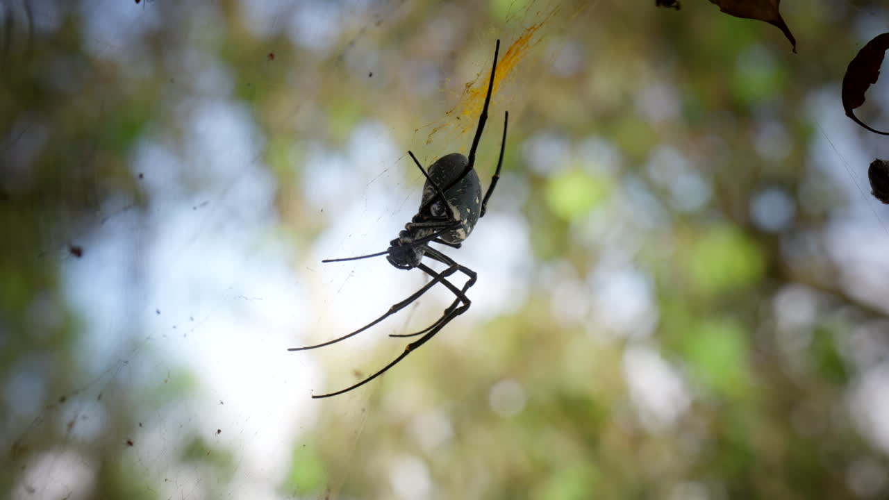araña tejedora de orbe dorado gigante con fondo de naturaleza bokeh