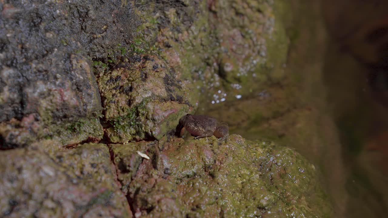 Kuhl's Creek Frog sitting on rock near mountain stream creek water flowing in the forest