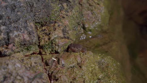 Rana-Del-Arroyo-De-Kuhl-Sentada-En-Una-Roca-Cerca-Del-Agua-Del-Arroyo-De-Montaña-Que-Fluye-En-El-Bosque