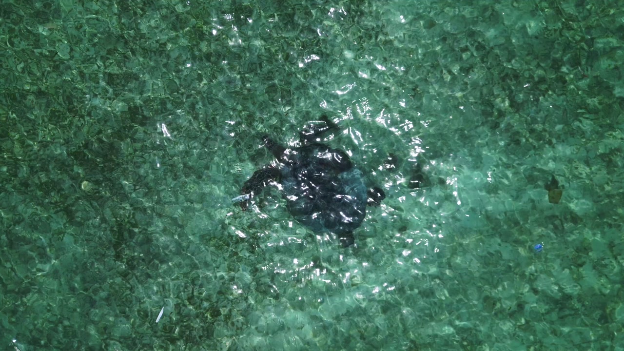 Sea turtle swimming peacefully in crystal clear turquoise ocean water, enjoying marine environment and vibrant underwater ecosystem. Best aerial view drone camera pointing down
