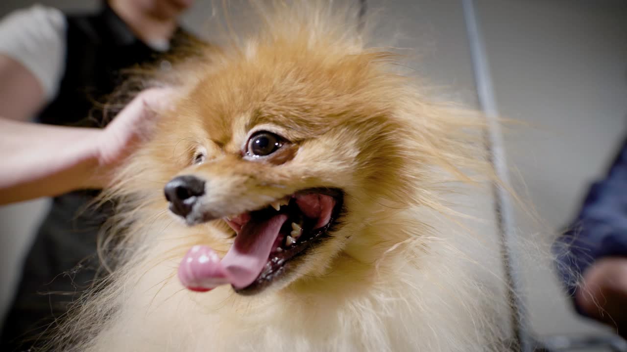 el peluquero haciendo trabajo con un perro pequeño. cara de mascota de color dorado con lengua esperando un nuevo corte de pelo en el estudio de luz