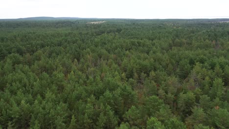 Antena:-Vuelo-Lento-Sobre-El-Bosque-De-Pinos-De-Siberia