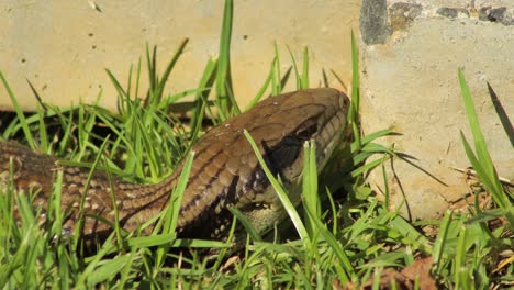 blue tongue lizard laying in grass garden blinks close up maffra, gippsland, victoria, australia, sunny daytime