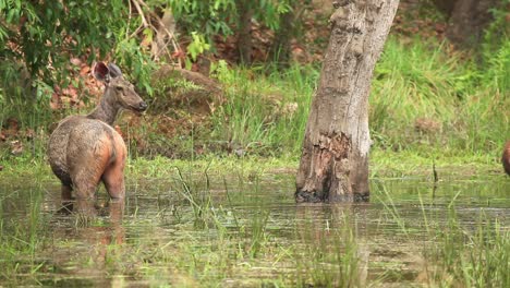 Sambarhirsche-Ernähren-Sich-Von-Wasserschilf,-Das-Knietief-Im-Wasser-Im-Dschungel-Von-Bandhavgarh-In-Zentralindien-Steht,-Am-Frühen-Morgen